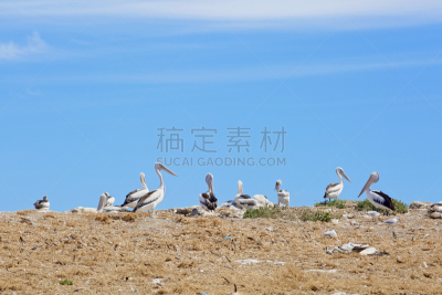鸟类,海洋,鹈鹕,自然,野生动物,悬崖,水平画幅,户外,岛,海岸线