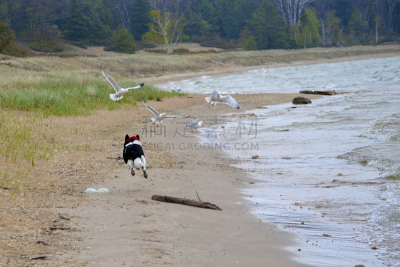 澳大利亚斗牛犬,边境牧羊犬,水,滨草,湖岸,水平画幅,鸟类,偏远的,户外,密歇根湖