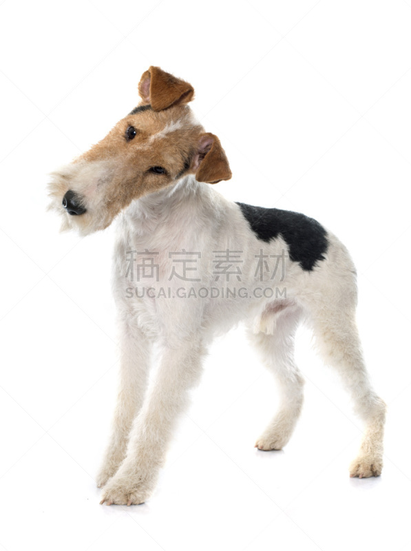 福克斯猎狐犬,垂直画幅,纯种犬,梗犬,白色背景,背景分离,小狗,影棚拍摄,宠物,理毛行为