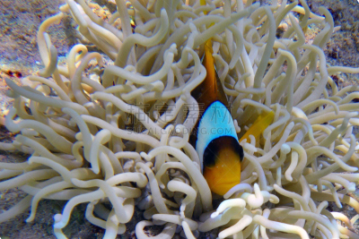 tomato clownfish,银线小丑,海葵,海葵鱼,共生关系,水平画幅,橙色,水下,特写,海洋