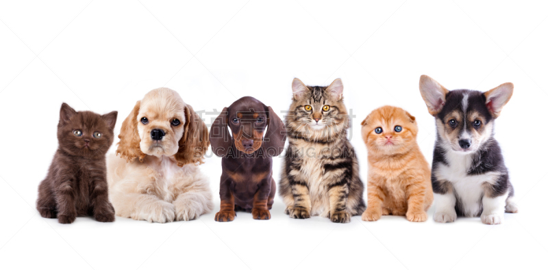 狗,小猫,动物群,古英格兰牧羊犬,英国小猎犬,腊肠犬,褐色,水平画幅,家庭生活,反差