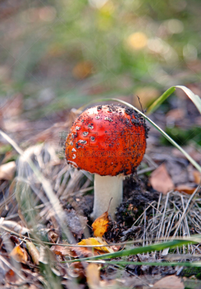 鹅膏菌,蘑菇,红色,垂直画幅,无人,户外,草,特写,毒蘑菇,真菌