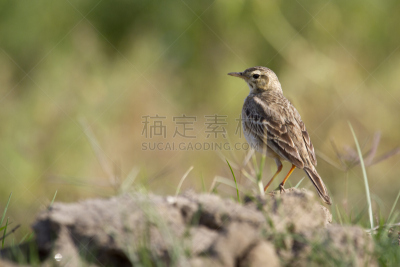 尼泊尔,麻雀,自然,野生动物,水平画幅,无人,鸟类,特莱,观鸟,野外动物