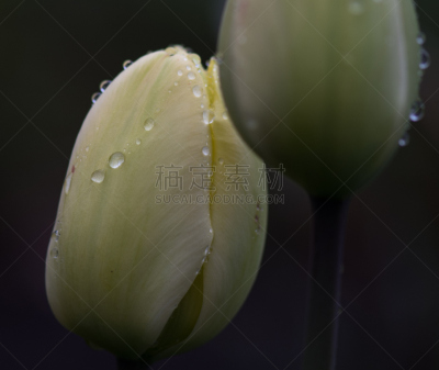 郁金香,传统节日,无人,雨,雨滴,图像,荷兰,水平画幅,花,摄影