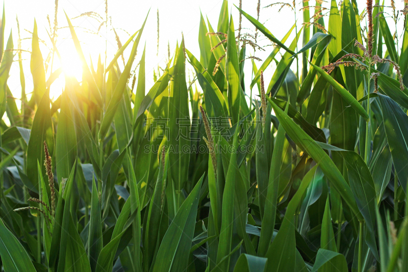 green field of corn