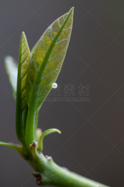 蝴蝶,鸡蛋,垂直画幅,京都府,无人,青蝇蝶,动物习性,户外,京都市,植物