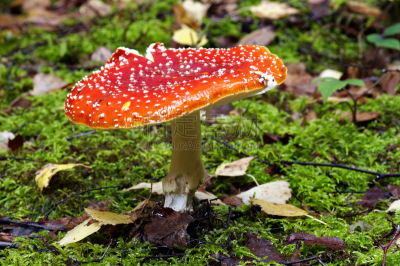 鹅膏菌,两翼昆虫,自然,水平画幅,无人,有毒生物体,毒蝇菇,蘑菇,特写,毒蘑菇