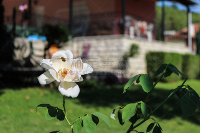 蜜蜂,白色,自然,黄色,希腊,图像,花粉,花朵,美,格林贝