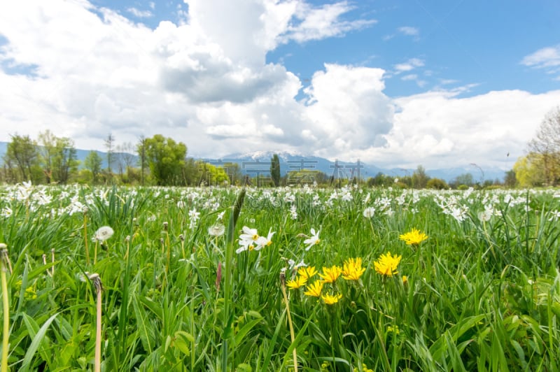 水仙花,花朵,田地,山,大麦町,垃圾填埋场,充满的,赫罗纳省,草,色彩鲜艳