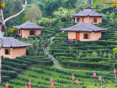泰国,夜丰颂省,人类居住地,苗人,公园,茶树,度假胜地,水平画幅,山,旅行者