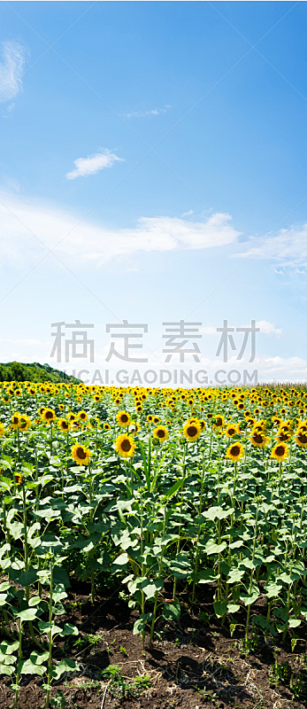 云,向日葵,天空,自然,黄色,垂直画幅,全景,田地,地形,农业