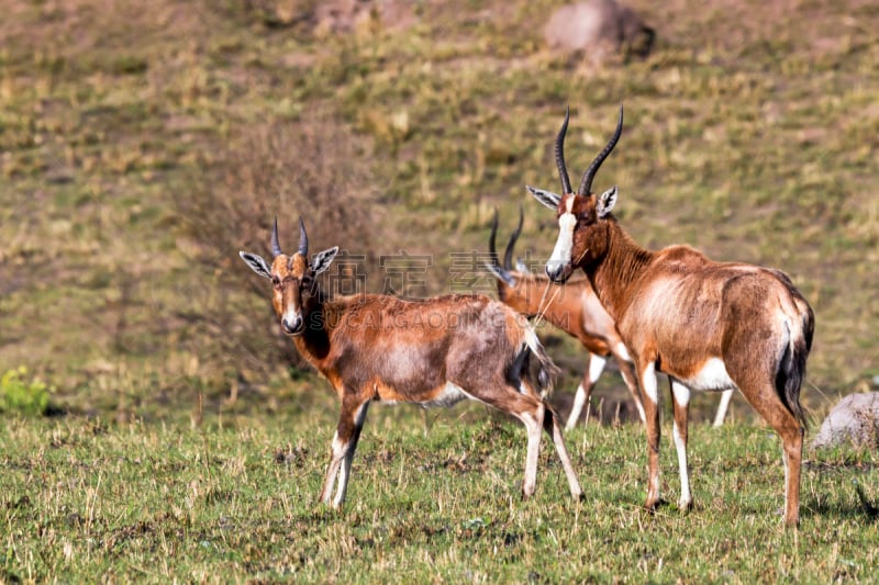 blesbok,地形,平原,机敏,冬天,干的,三只动物,雄鹿,褐色,水平画幅