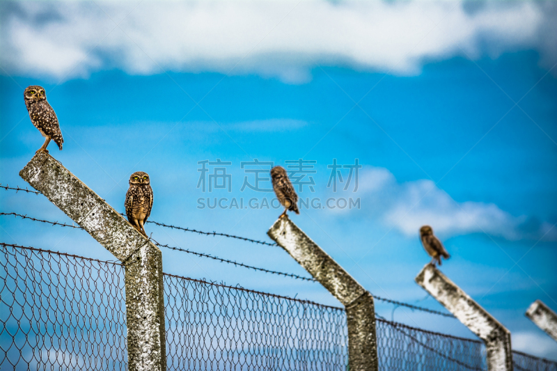 巴西,马托塔罗索洲,猫头鹰,里约热内卢,蒙大拿州,锡诺普省,库亚巴,一月,数字1,穴鸮鸟