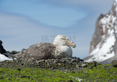 动物的巢,大海燕,自然,野生动物,半岛,水平画幅,鸟类,户外,草,图像
