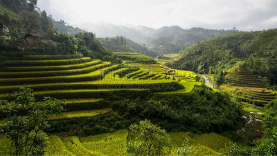 田地,越南,稻,mud pot,萨帕,城镇,拉茶,莱州,越南北河,高跷屋