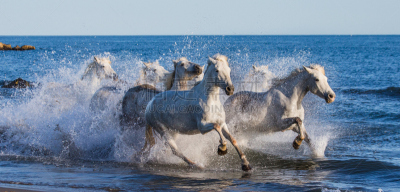 camargue horse,白色,海滩,海洋,格区域自然公园,白马,卡马尔格,鞍,驹,赛马