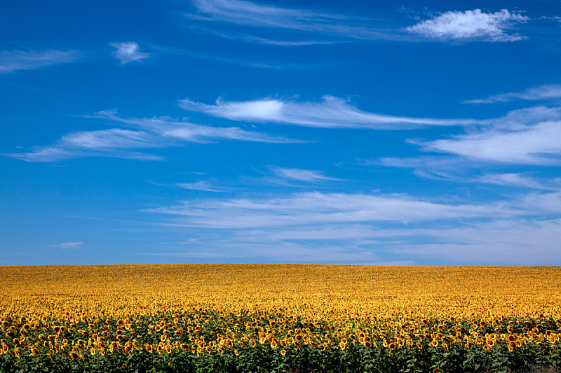 水平画幅,田地,色彩鲜艳,向日葵,天空,山,无人,户外,美国中西部地区,农作物