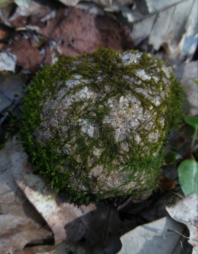 四季,垂直画幅,选择对焦,雪,无人,夏天,户外,特写,植物,冬天