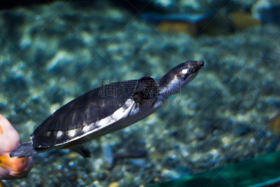 水族馆,海龟,自然美,平衡折角灯,水,美国,水平画幅,蓝色,运河,动物学
