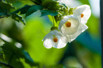白麻属植物,苘麻,灯笼,水平画幅,户外,图像,特写,明亮,白色,植物