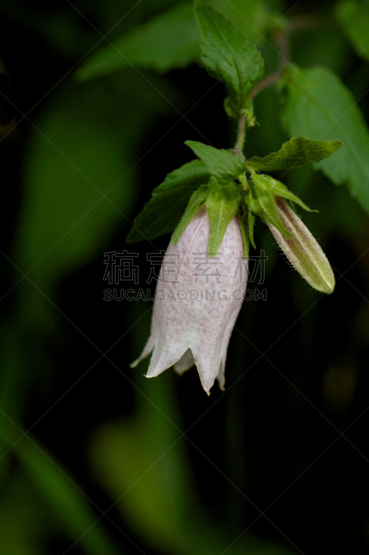 风铃草属,自然,垂直画幅,留白,绿色,可爱的,无人,日本,夏天,户外