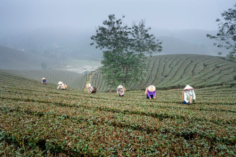 越南,女人,茶树,山,富寿省,绿茶,长的,农业,传统,商务