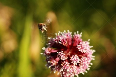 Eine Wildbiene im Anflug auf eine Blüte