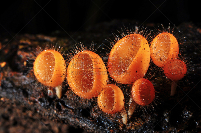 真菌,盘菌科,选择对焦,水,气候,水平画幅,无人,湿,户外,特写