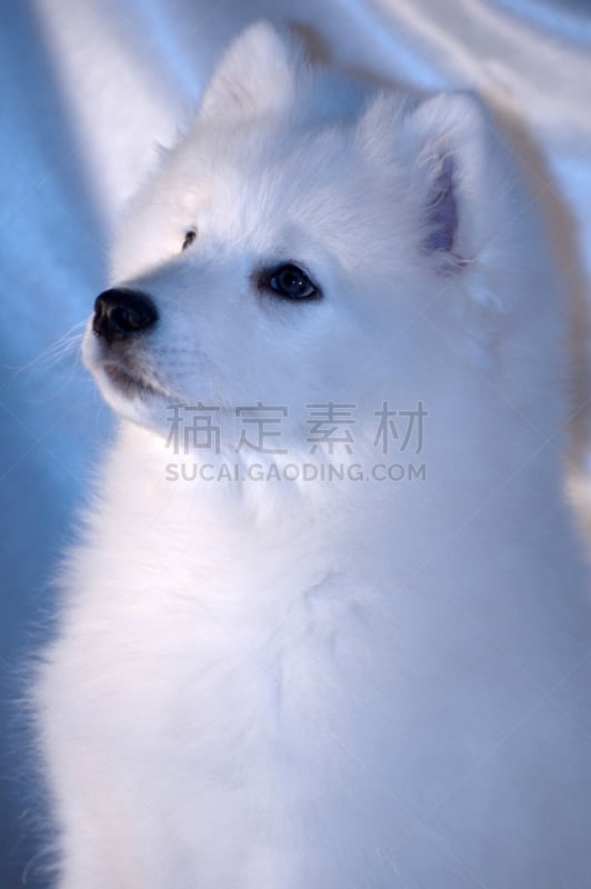 萨摩耶犬,狗,垂直画幅,纯种犬,家畜,无人,蓝色,雄性动物,小狗,爱斯基摩犬