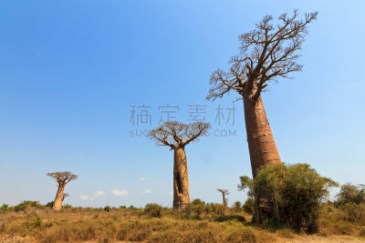 猴面包树,地形,宽的,莫伦达瓦,实地考察旅行,美,水平画幅,美人,古老的,巨大的