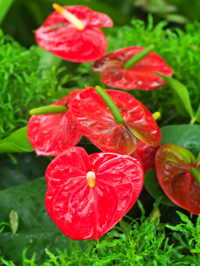 花烛属,垂直画幅,无人,附生植物,夏天,特写,植物,彩色图片,热带气候