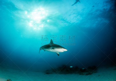 巴哈马国,礁鲨,水,水平画幅,水肺潜水,无人,水下,鲨鱼,夏天,户外
