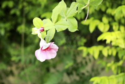小号,攀缘植物,菜园,美,水平画幅,无人,夏天,户外,特写,泰国