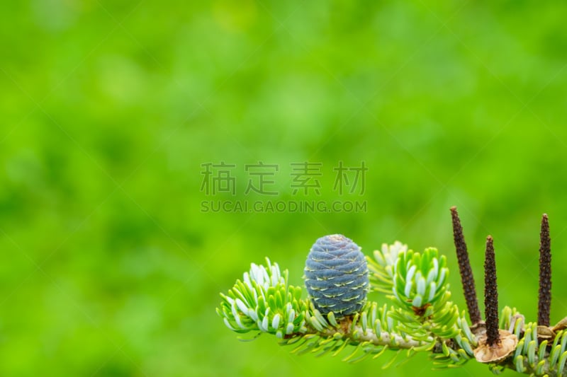 绿色,特写,枝,fir cone,风景,多色的,紫色,蓝色,自然,图像