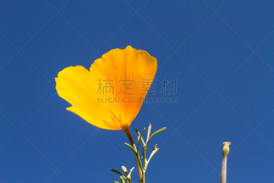 黄色,墨西哥,天空,水平画幅,雄蕊,无人,蓝色,户外,野生植物,草