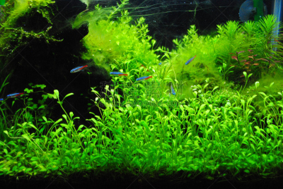 鱼缸,自然,水,水平画幅,岩石,无人,海洋,自然美,植物,动物