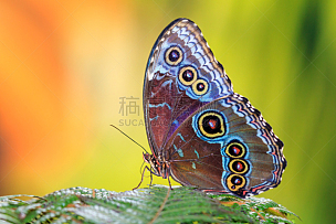 闪光蝶,蓝色闪光蝶,蝴蝶,哥斯达黎加,热带雨林,荧光色,翅膀,生物学,比利时,彩色背景