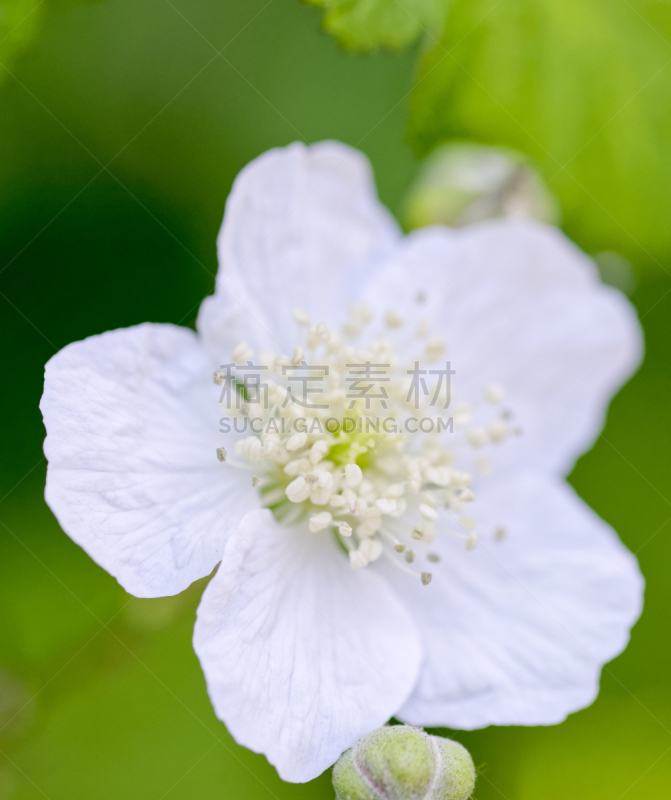 野玫瑰,大特写,垂直画幅,美,芳香的,荆棘,植物,灌木,园艺,农业