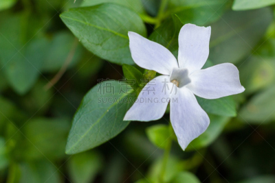 White vinca minor or common periwinkle flower in Lluc botanical garden, Majorca