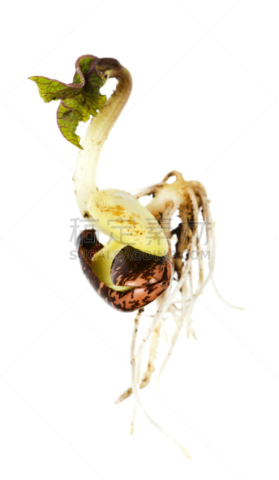 根部,豆苗,红花菜豆,自然,垂直画幅,秧苗,无人,白色背景,豆科植物,背景分离