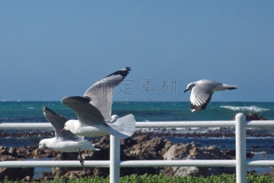 海鸥,羊群,南部非洲,非洲,西开普省,野生动物,哈氏鸥,图像,野外动物,一群鸟