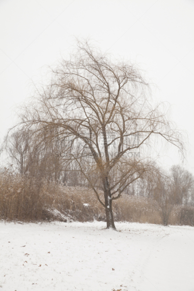 冬天,雪,白昼,法拉盛,纽约,死的,公园,死亡的植物,植物,户外