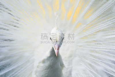 尾巴,自然美,毛绒绒,注视镜头,白孔雀,背景,动物的冠,孔雀羽毛,时装表演会,孔雀