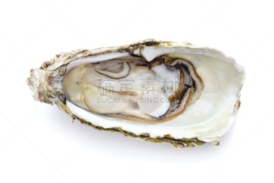 清新,牡蛎,分离着色,一个物体,背景分离,华贵,食品,一只动物,贝壳,全身像