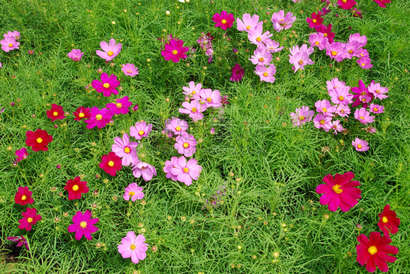 雏菊族,栽培大波斯菊,美,公园,水平画幅,户外,自然美,白色,植物,一年生植物