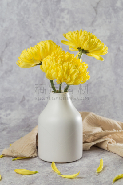 菊花,自然美,白色,自然,芳香的,黄色,季节,垂直画幅,图像,花瓣