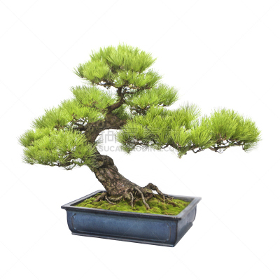 盆景,松树,黑松,禅宗,无人,园艺,针叶树,室内植物,白色,植物