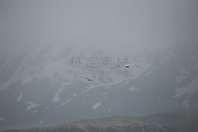 野生动物,南冰洋,自然,水,寒冷,美国,水平画幅,无人,鸟类,企鹅