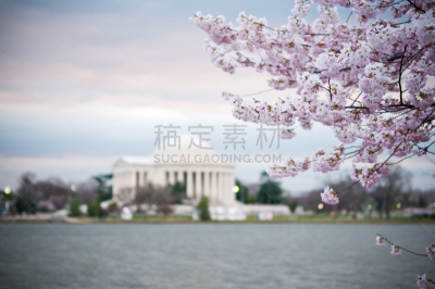 樱花,西普多马克公园,杰斐逊纪念堂,潮汐湖,旅游目的地,水平画幅,无人,早晨,春天,华盛顿特区