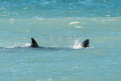 逆戟鲸,新海湾,野生动物,呼吸孔,脊椎动物,海豚,大西洋,鱼胸鳍,饮用水,动物